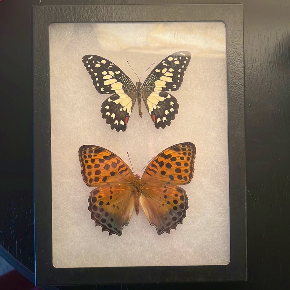 Large Taxidermy Double Butterflies